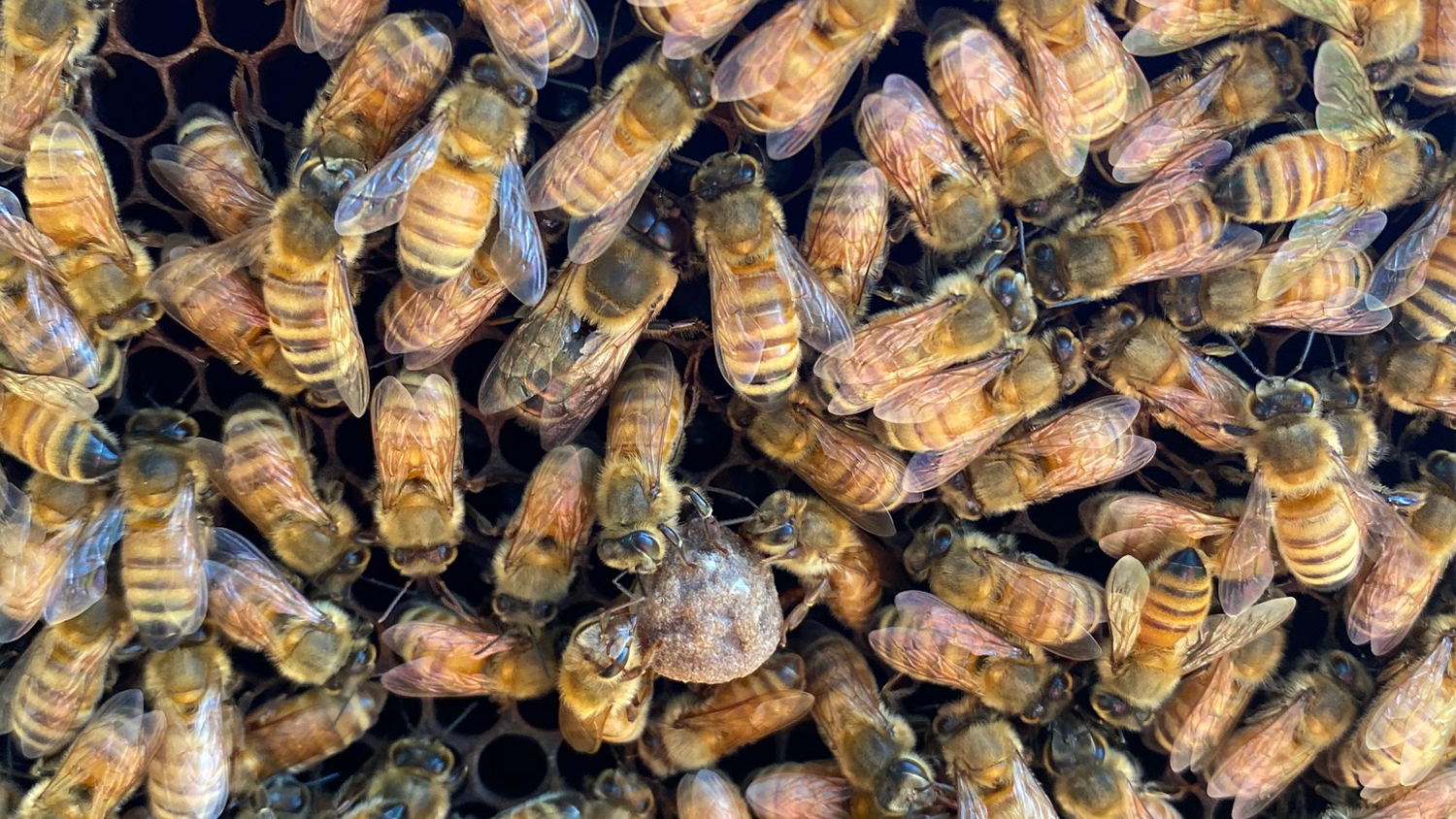 A close up of bees on a beehive