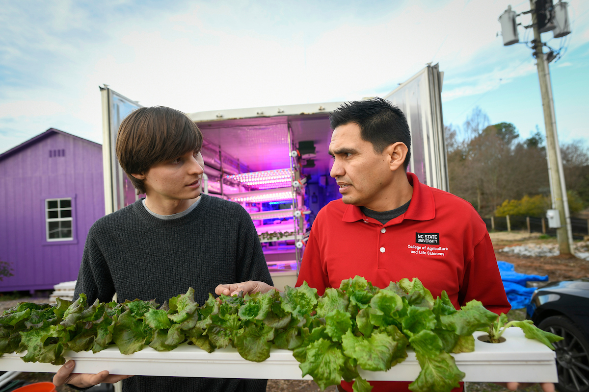 CALS Researcher Ricardo Hernandez and student Mark Watson, who leads the vertical farming club, work with lettuce plants at the Horticulture field lab near the Arboretum. Photo by Marc Hall