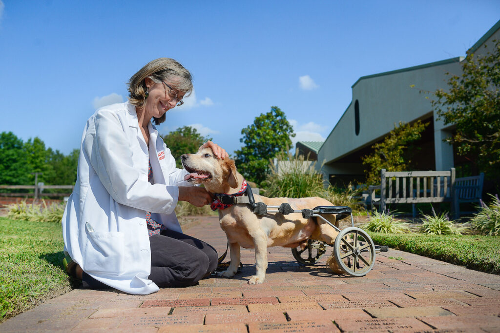 Dr. Natasha Olby works with a dog at the College of Veterinary medicine at the campus' biomedical research campus.