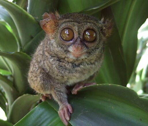 Tarsier on a leaf