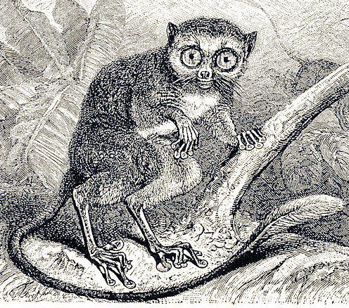Tarsier on a leaf