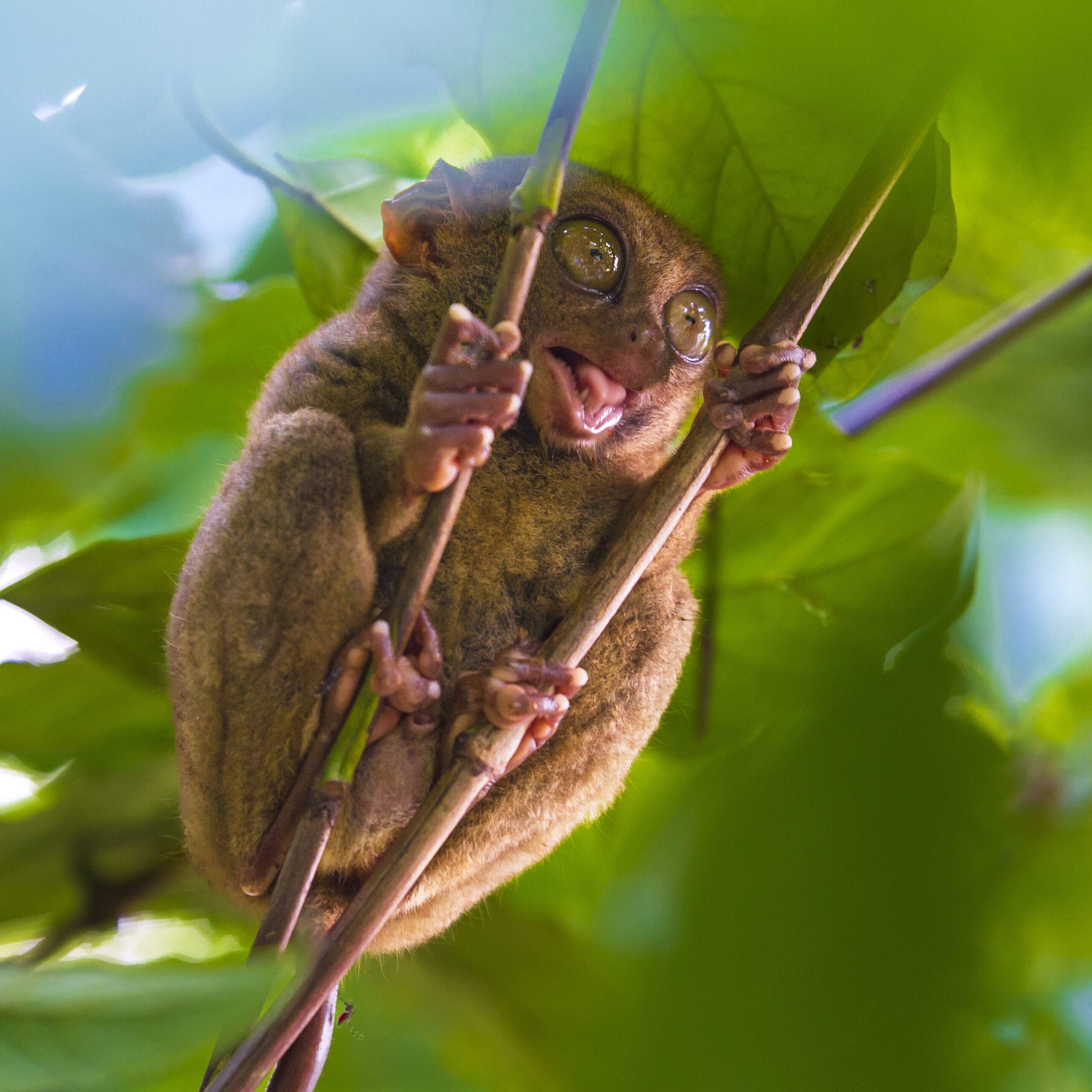 Tarsier in a tree with mouth and eyes wide open.